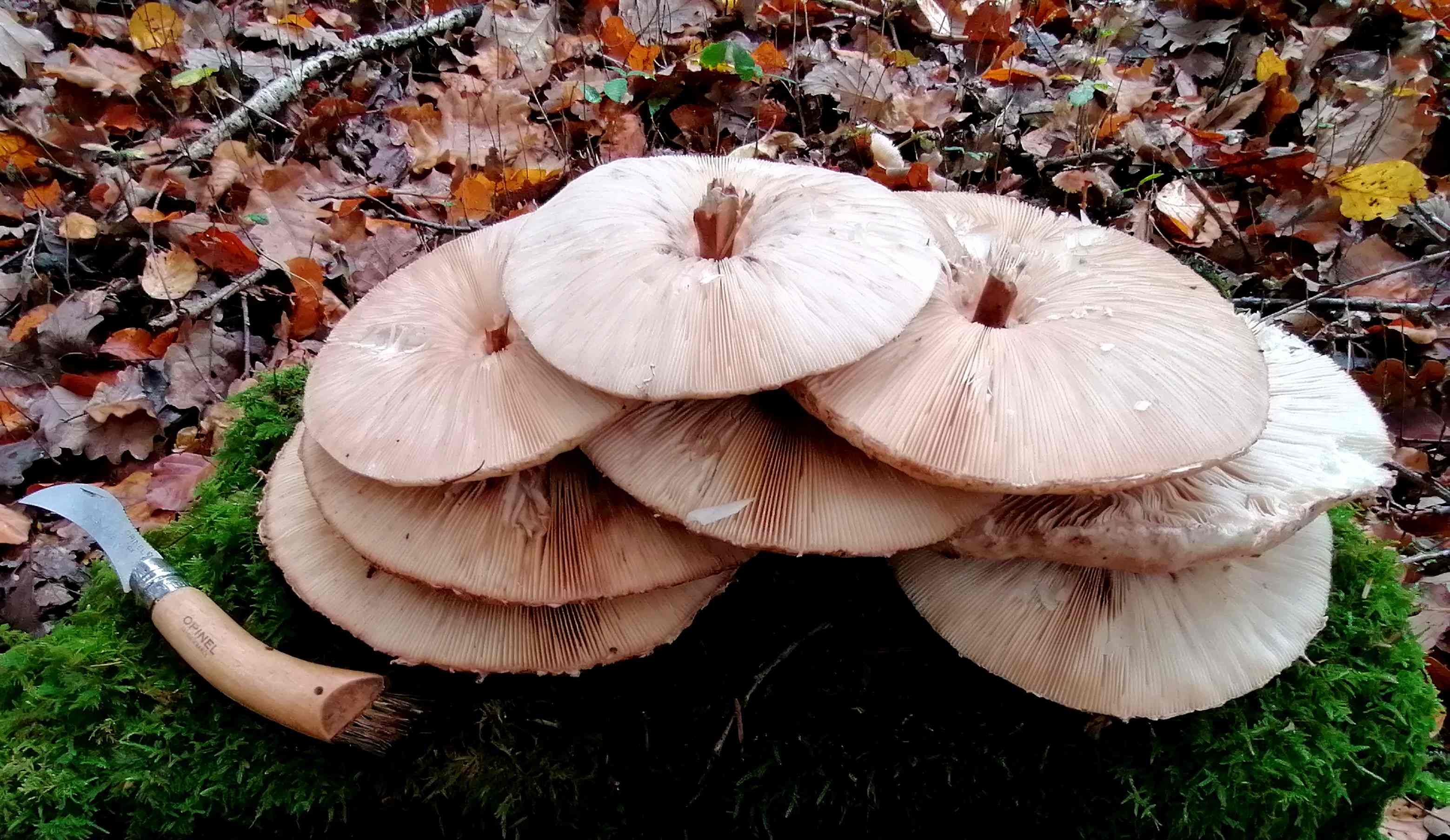 Gemeiner Riesenschirmling